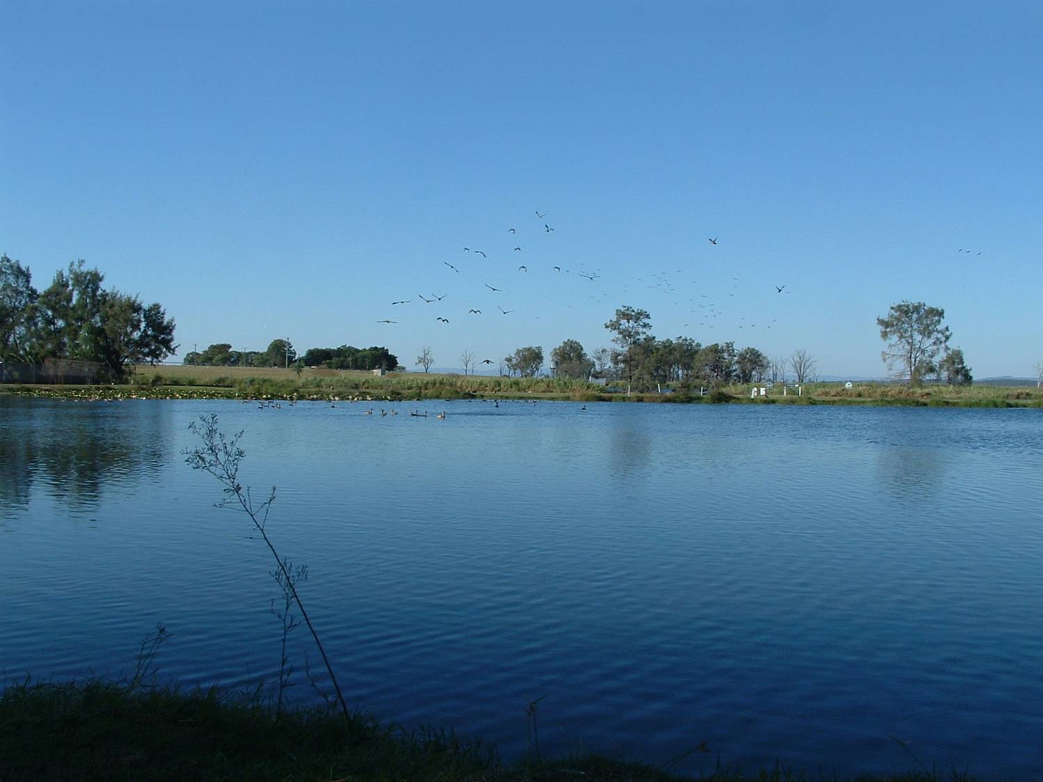 birds in flight over lake at Gatton Environmental Park