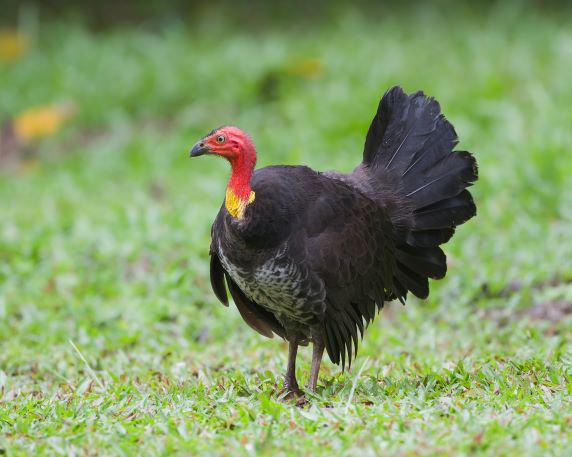 Image of Bush Turkey 