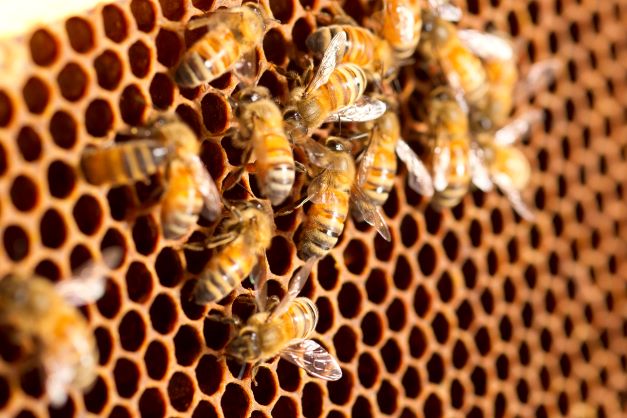 Close up image of bees