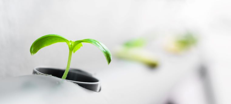 Image of hydroponics plant