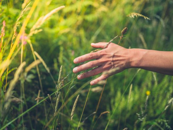 Image of hand feeling tall blades of grass