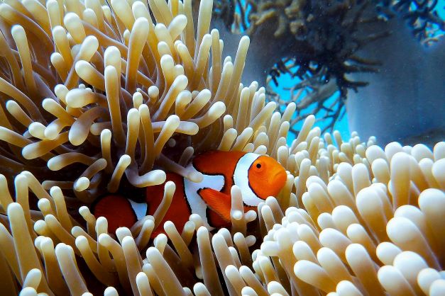 Close up image of a Clownfish (Anemonefish) in a sea anemones