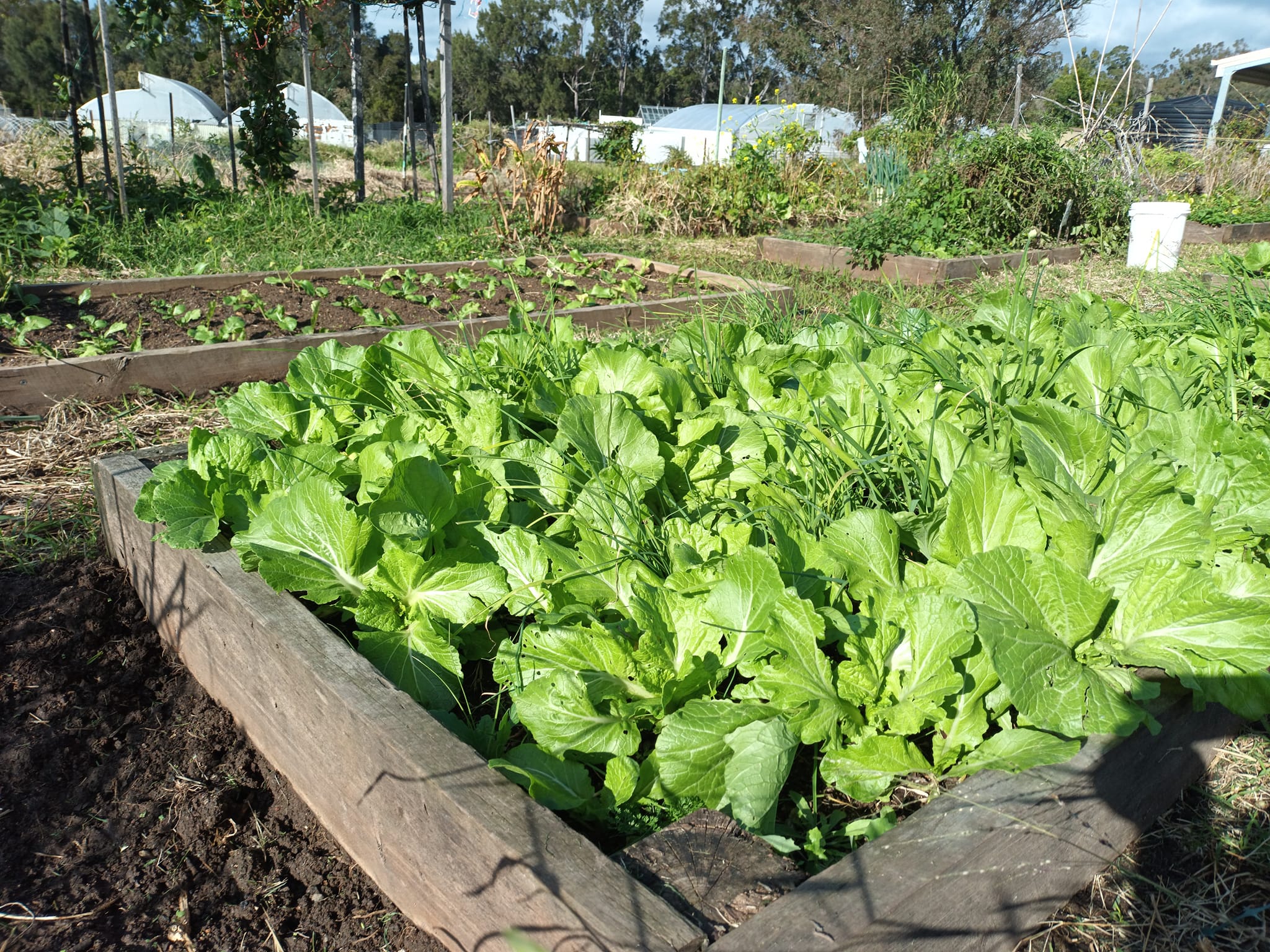 Image of lettuce growing at Gatton Living Classroom