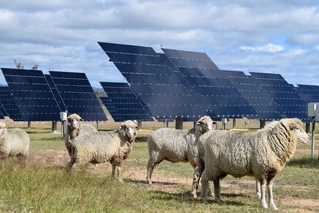 Image of sheep standing around some solar panels at the Gatton Solar Farm