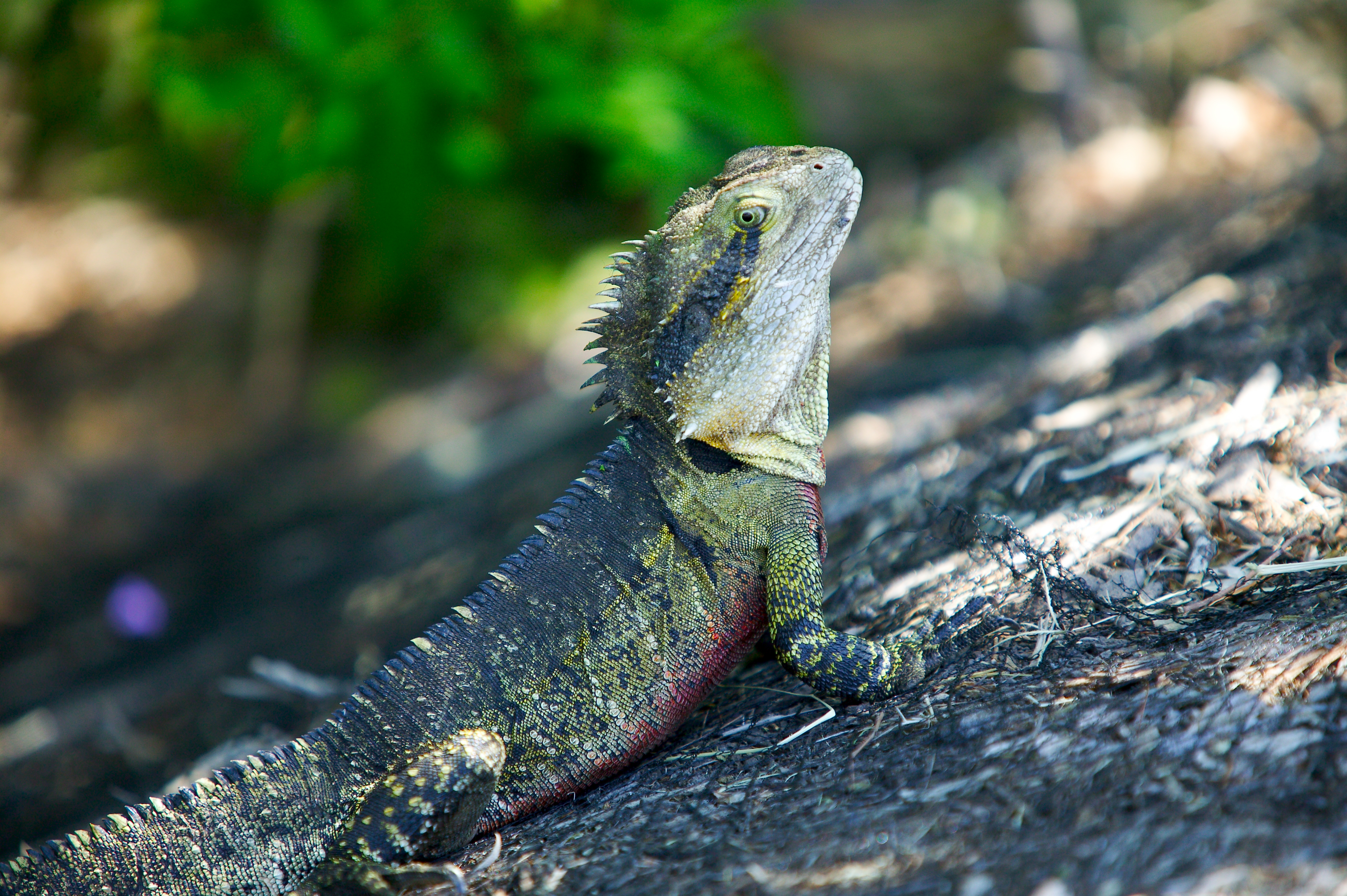 Water Dragon