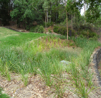 Bio-retention basin grasses