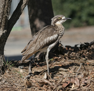 Bush Stone-Curlew bird