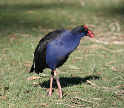 Purple Swamphen walking on grass