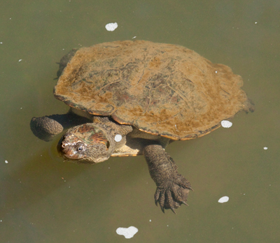 Saw-Shelled Turtle swimming on lake surface