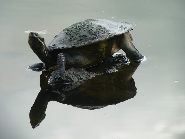 Brisbane River Turtle basking on a rock on lake surface
