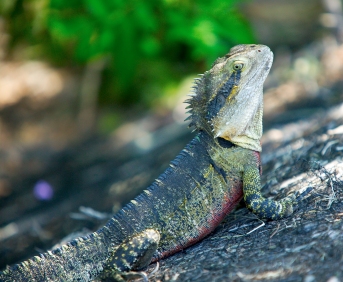 Eastern Water Dragon on rockface