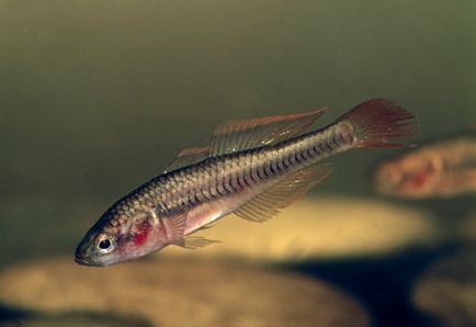 Firetail Gudgeon side view