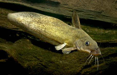 Eel-Tailed Catfish swimming