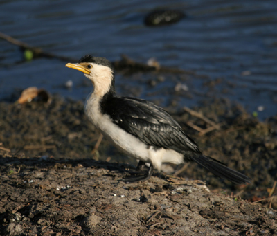 Little Pied Cormorant at lakeside