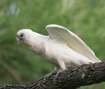 Little Corella on tree branch wings extended