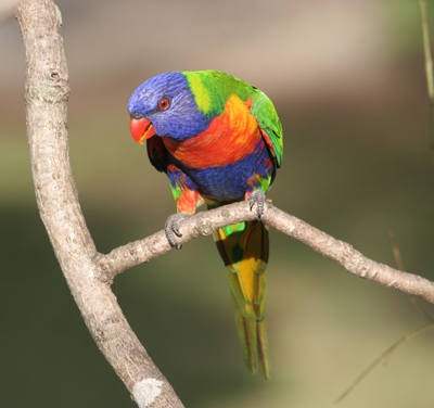 Rainbow Lorikeet on a branch