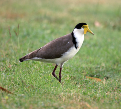 Masked Lapwing on grass