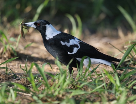 Australian Magpie on grass