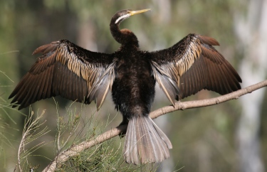 Australasian Darter stretching its wings