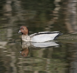 Australian Wood Duck on lake