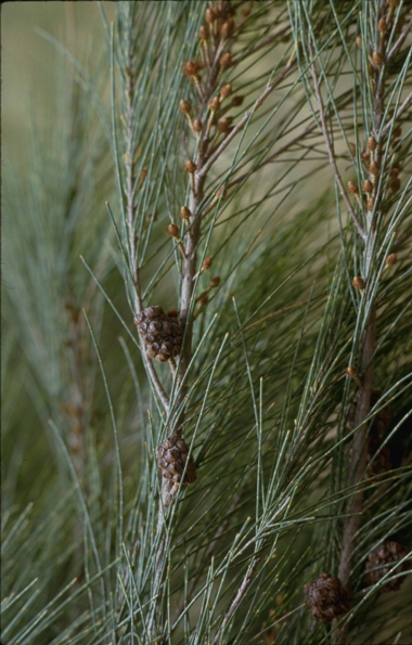 Black Sheoak branch and leaves