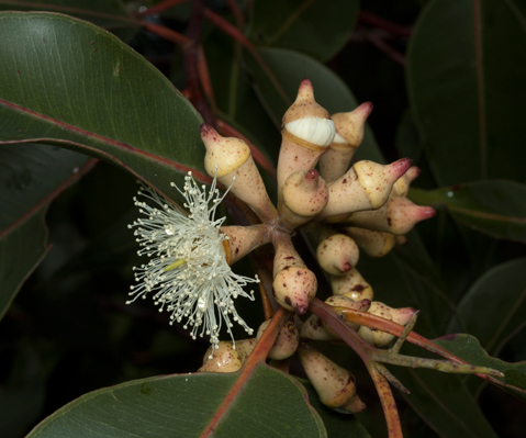 Swamp Mahogany leaves and flowers