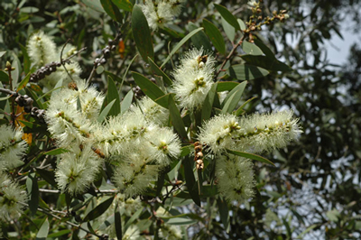 Broad-Leaved Paperbark leaves and flowers in bloom