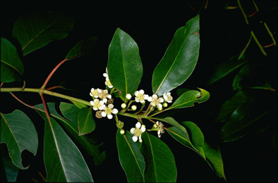 Swamp Box leaves and flowers in bloom