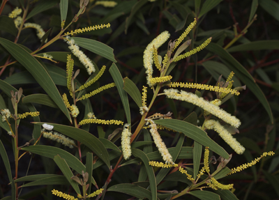 Black Wattle leaves and flowers in bloom