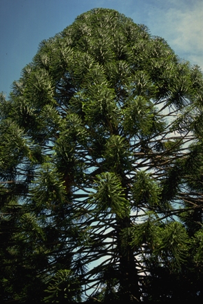 Bunya Pine tree