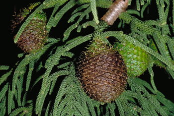 Moreton Bay Pine leaves and flowers