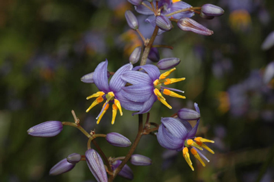 Blue Flax-Lily flowering stem