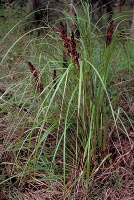 Rough Saw-Sedge flowering grasses