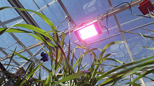 Energy efficient lighting in a greenhouse