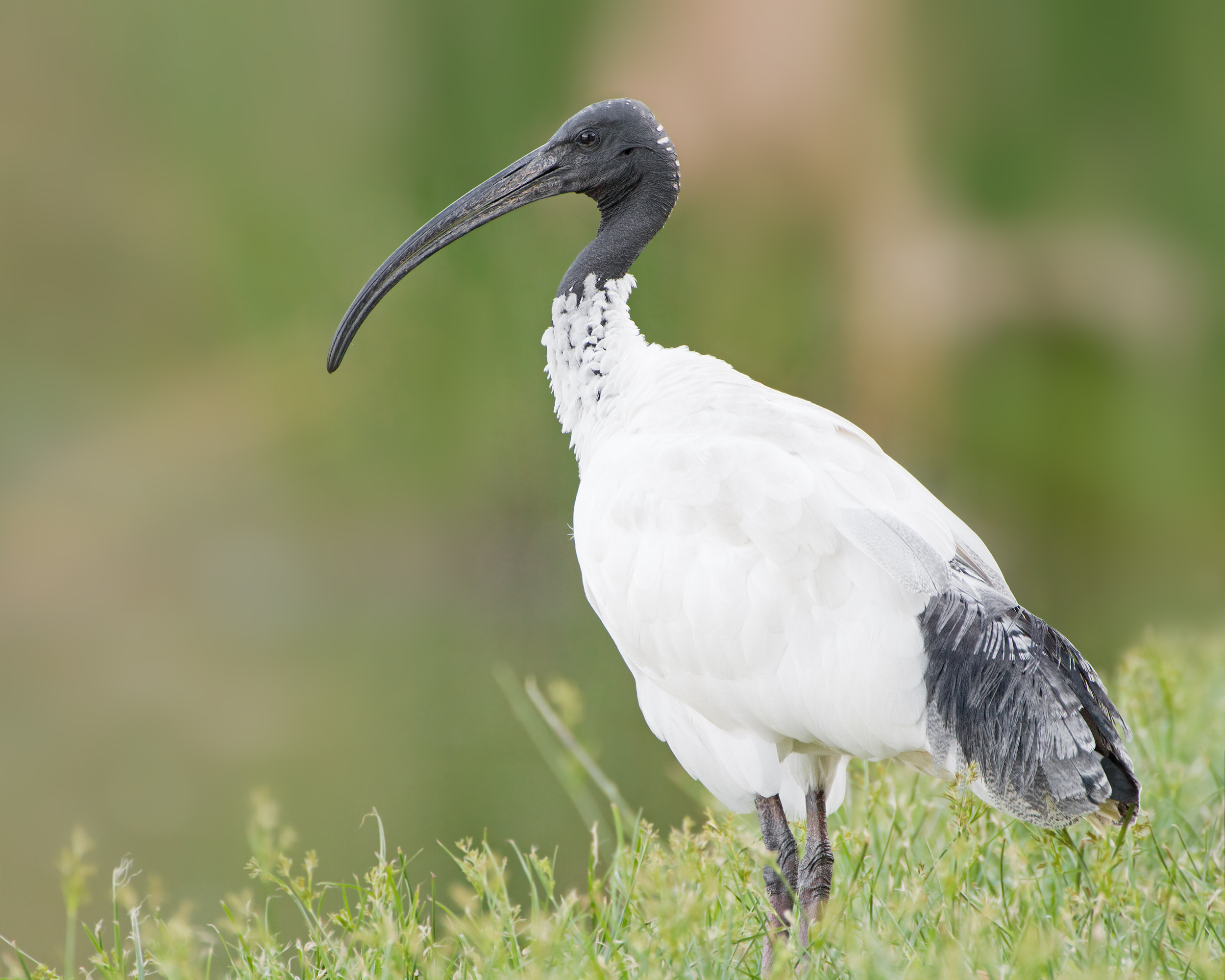 The Australian White Ibis