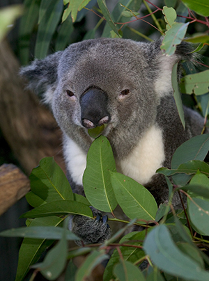 Australian koala on campus