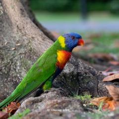 Image of Rainbow Lorikeet
