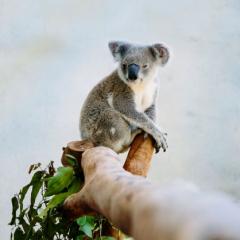 Image of Koala