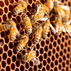 Close up image of bees