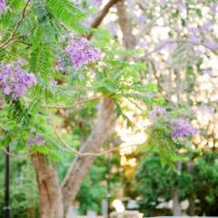 Image of blooming jacarandas