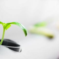 Image of hydroponics plant