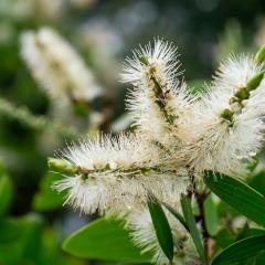 Close up of Melaleuca quinquenervia flower.