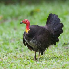 Image of Bush Turkey 
