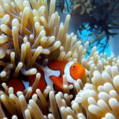 Close up image of a Clownfish (Anemonefish) in a sea anemones