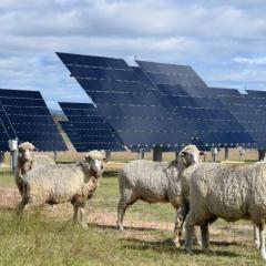 Image of sheep standing around some solar panels at the Gatton Solar Farm