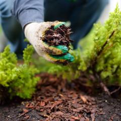Photo of hand holding mulch
