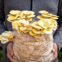 Photo of mushrooms