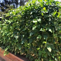 Beanstalks in the UQ Community Garden