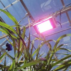 Grow lights in UQ's glasshouses