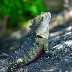 Water Dragon